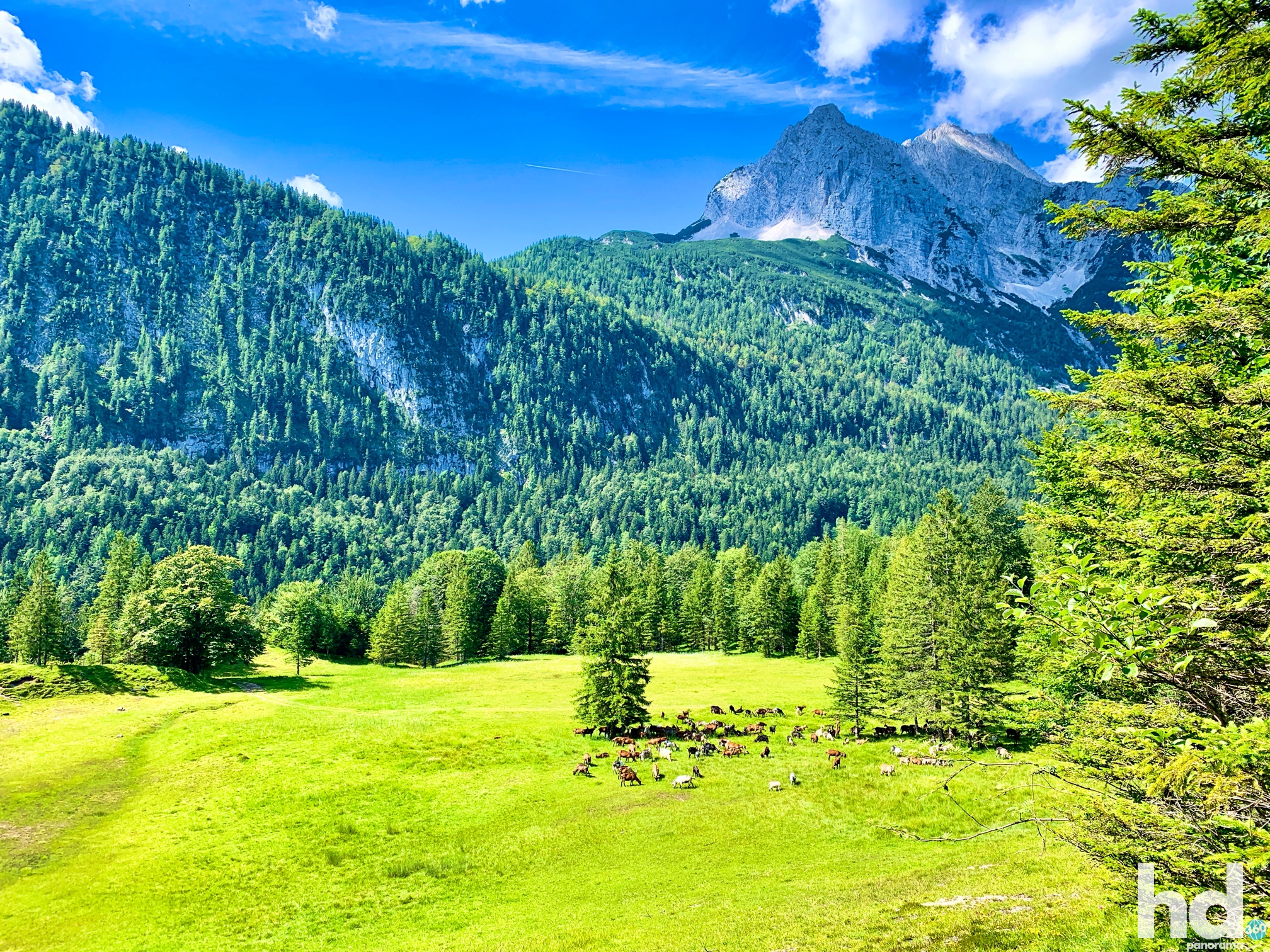 Eine Ziegenweide unweit vom Ferchensee in Mittenwald im Karwendelgebirge - Foto © HD-Panorama